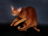 Абиссинский кот Валик